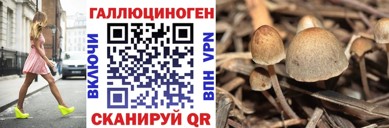 Псилоцибиновые грибы Cubensis  Купить  Шахты 